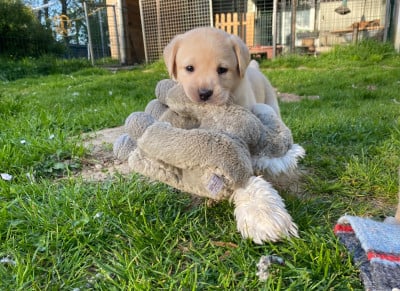 Les chiots de Labrador Retriever