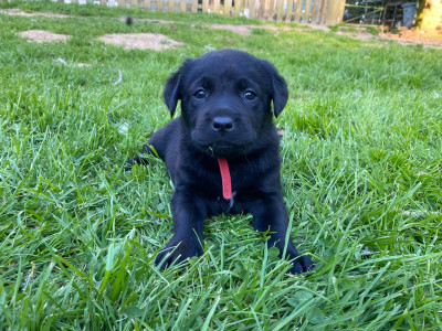 Les chiots de Labrador Retriever