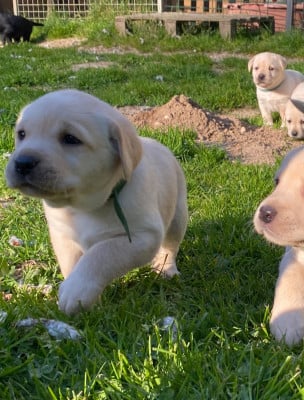 Les chiots de Labrador Retriever
