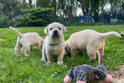 Les chiots de Labrador Retriever