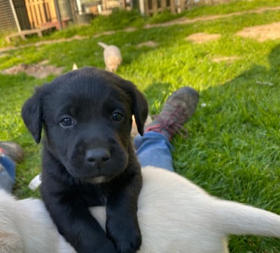 Les chiots de Labrador Retriever
