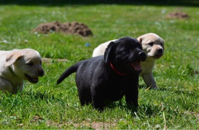 Les chiots de Labrador Retriever