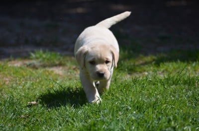 Les chiots de Labrador Retriever