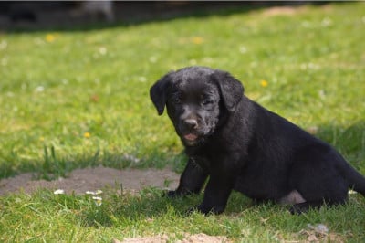 Les chiots de Labrador Retriever