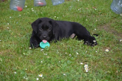 Les chiots de Labrador Retriever