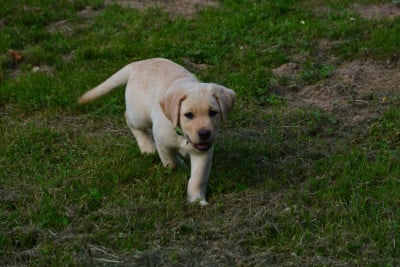 Les chiots de Labrador Retriever