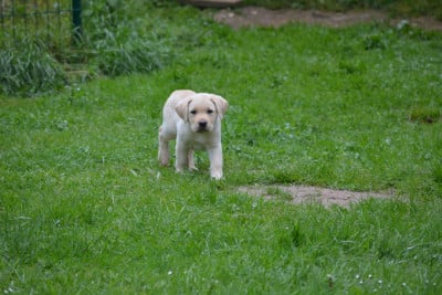 Les chiots de Labrador Retriever
