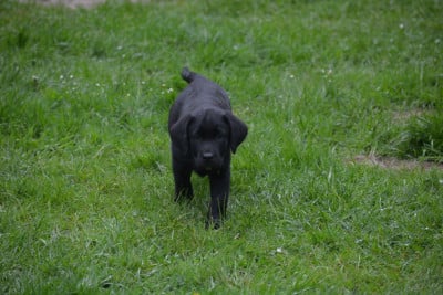 Les chiots de Labrador Retriever