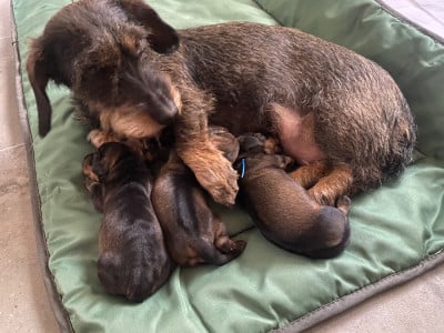 CHIOT 3 - Teckel poil dur