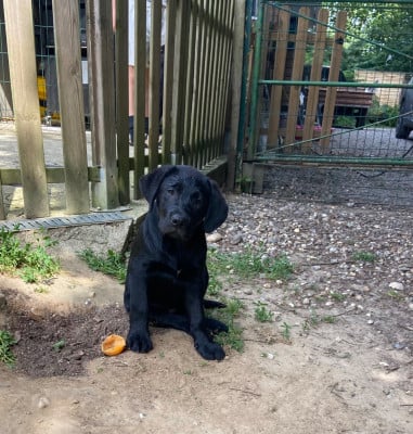 Les chiots de Labrador Retriever
