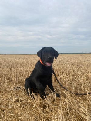 Les chiots de Labrador Retriever