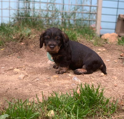Les chiots de Teckel poil dur