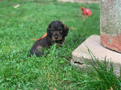 Les chiots de Teckel poil dur