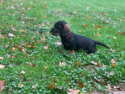 Les chiots de Teckel poil dur
