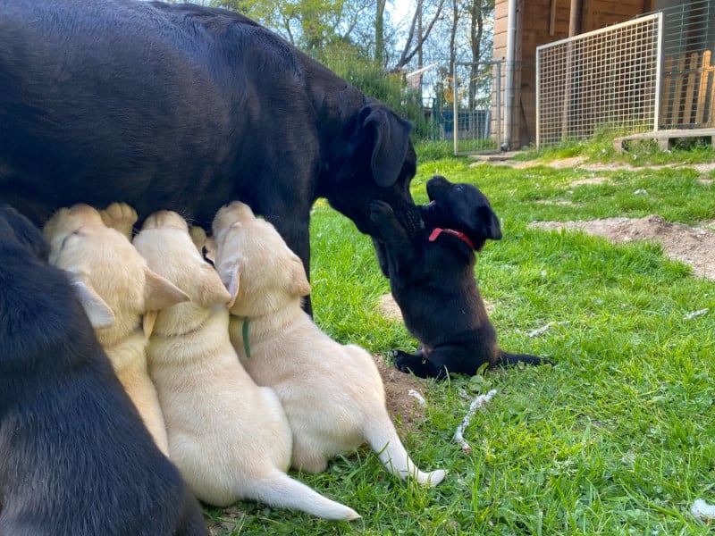 Labrador Retriever - Des feux d'or