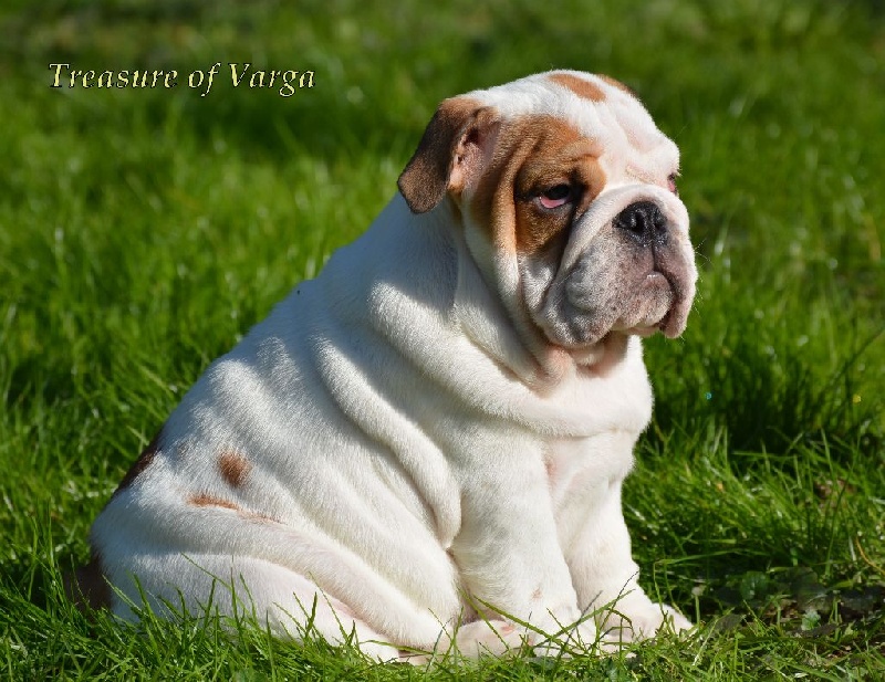 CHIOT