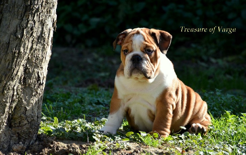CHIOT