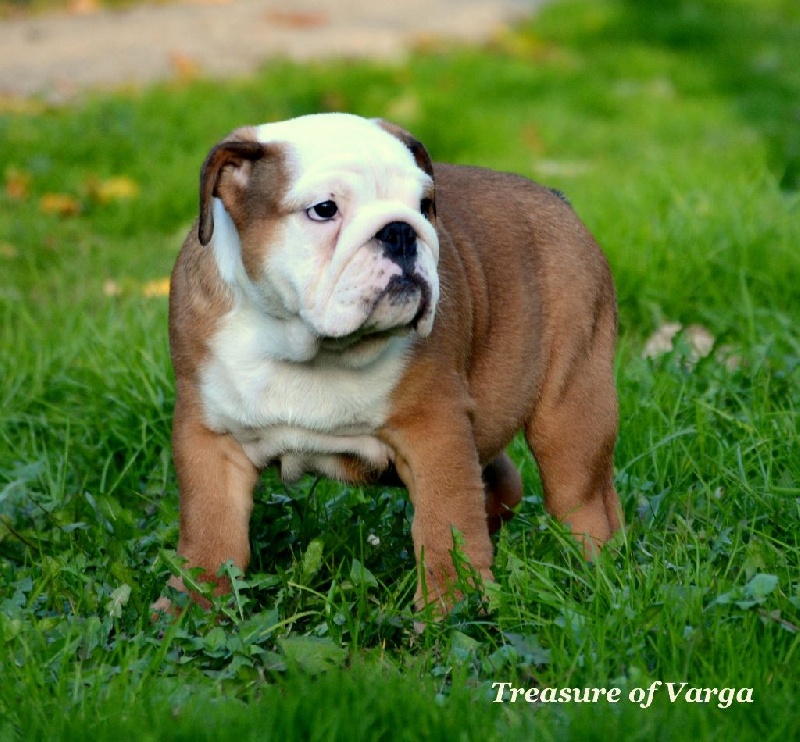 CHIOT