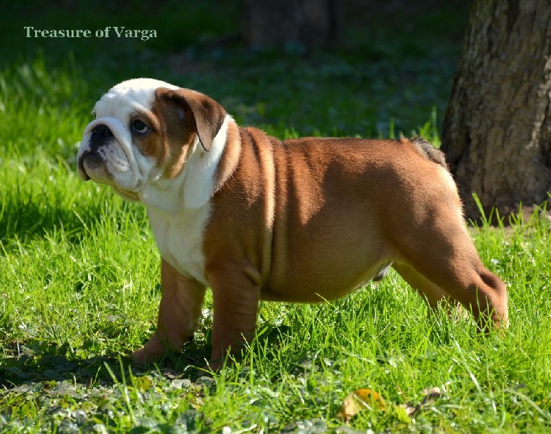 CHIOT