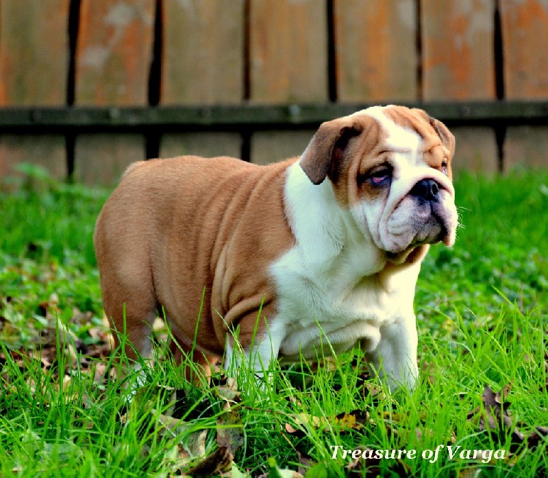 CHIOT