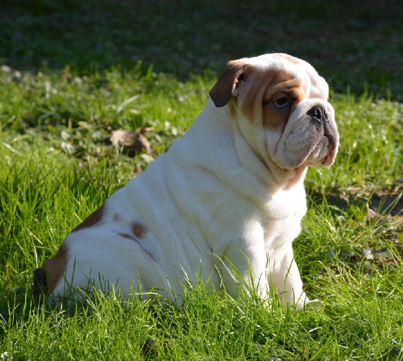 CHIOT