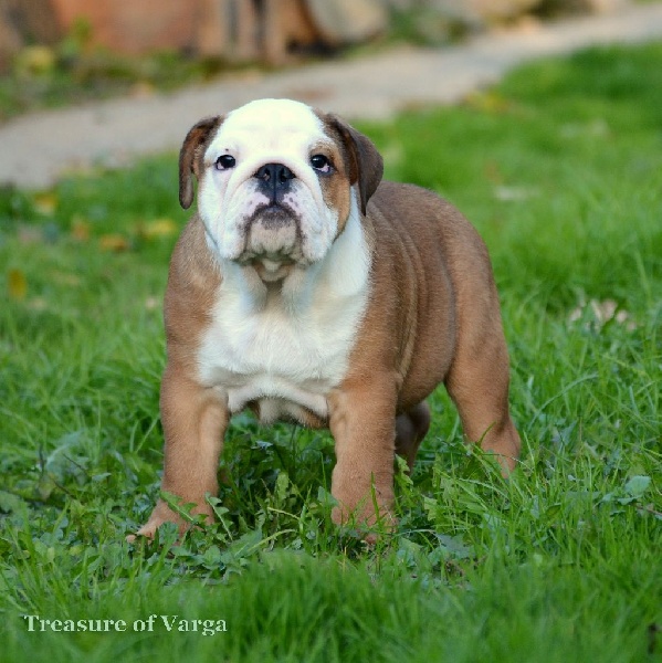 CHIOT