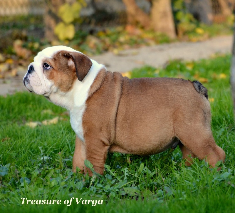 CHIOT