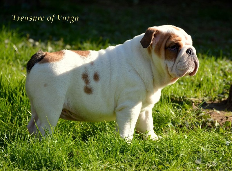 CHIOT
