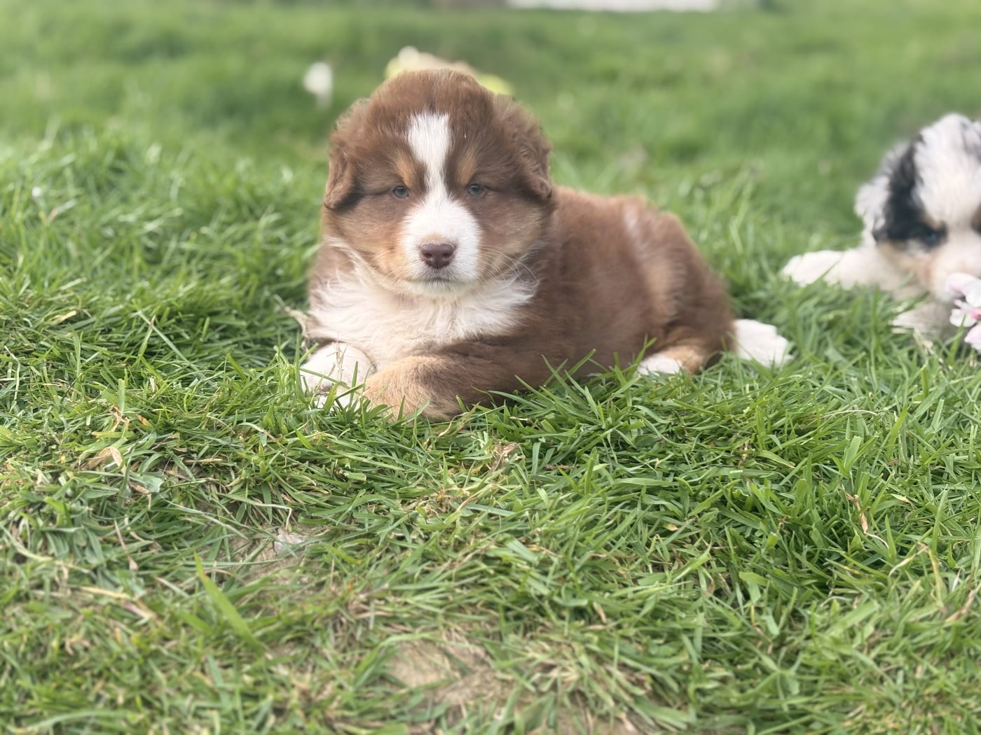 Chiot N°4 - Berger Américain Miniature 