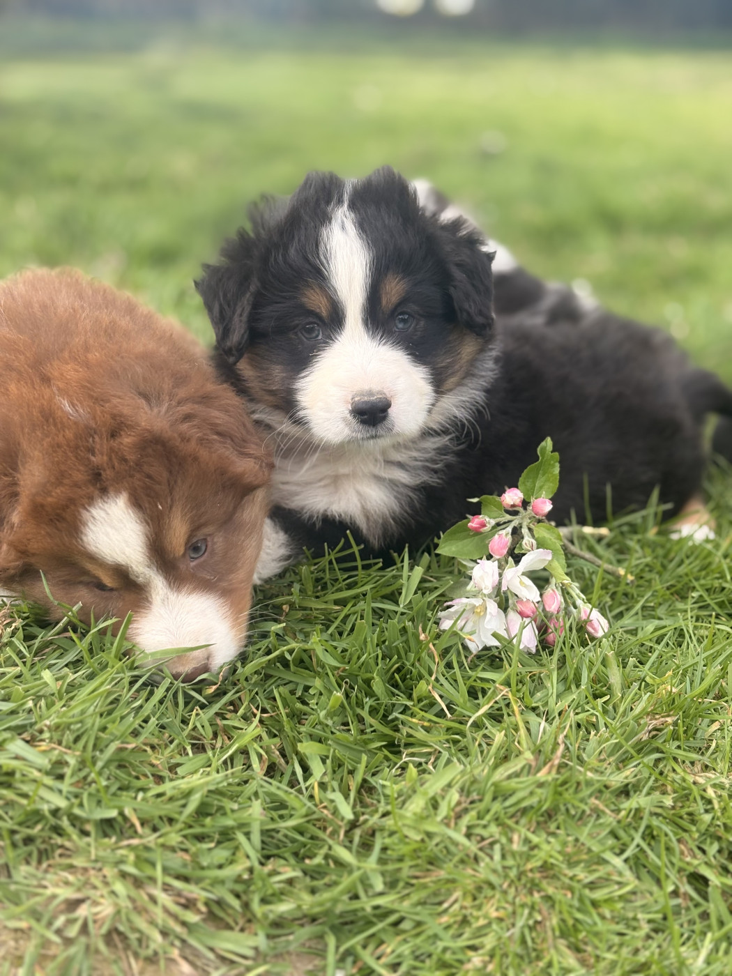 Chiot N°5 - Berger Américain Miniature 