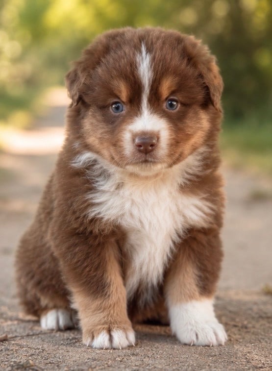 Chiot N°1 - Berger Américain Miniature
