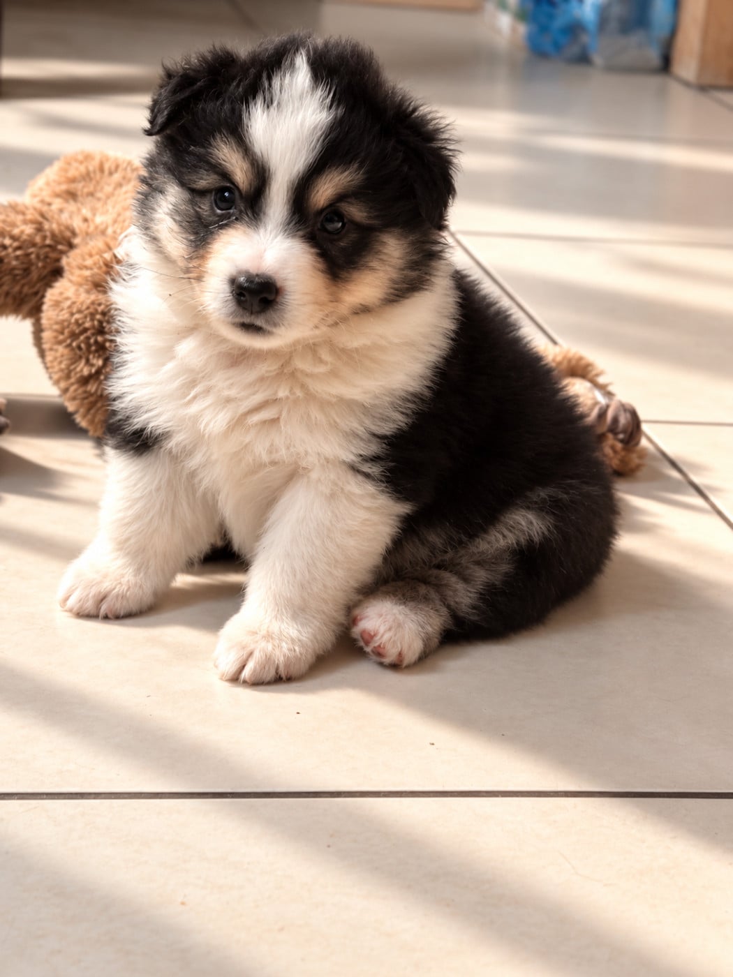 Chiot N°8 - Berger Américain Miniature 