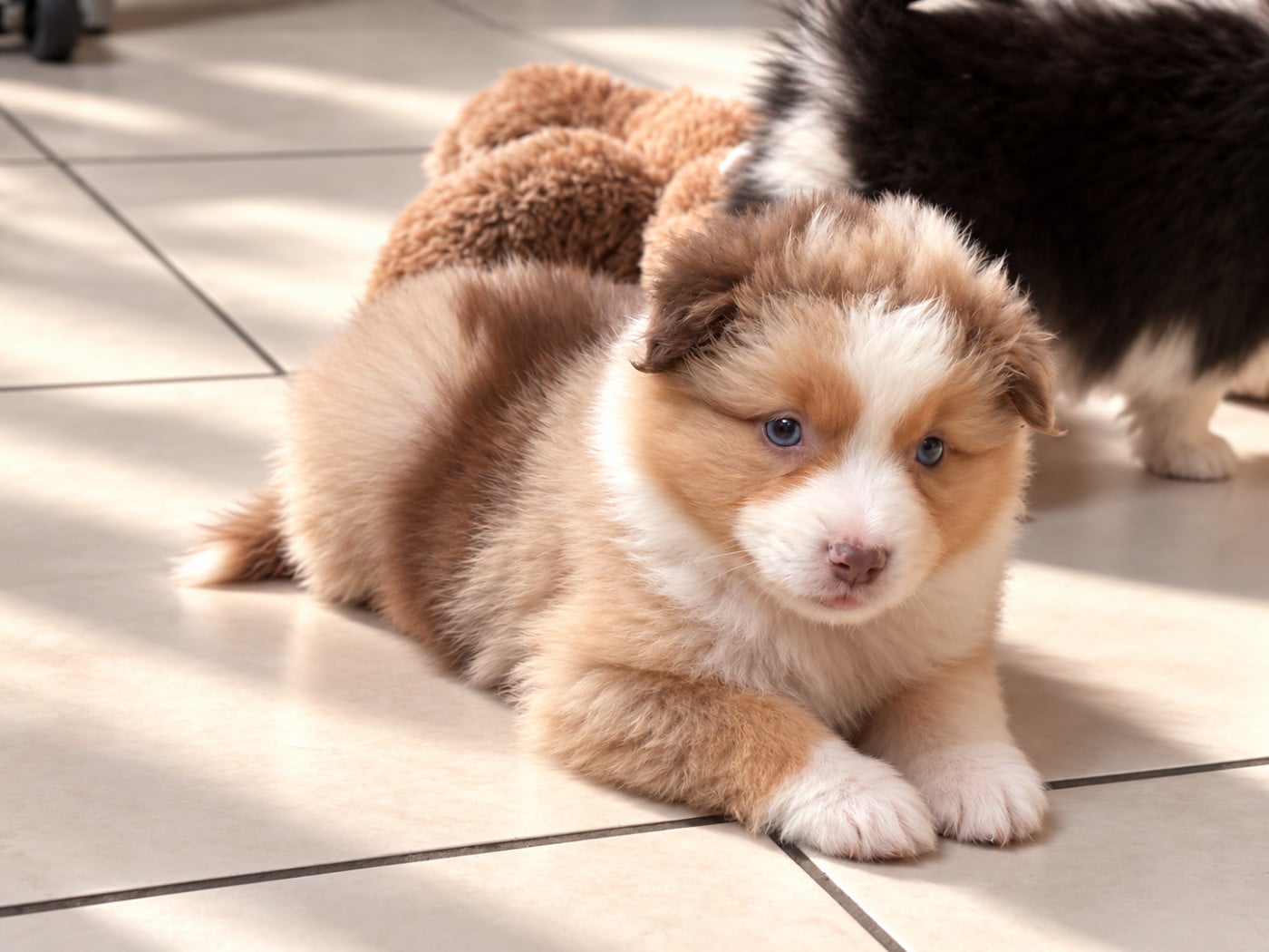 Chiot N°7 - Berger Américain Miniature 
