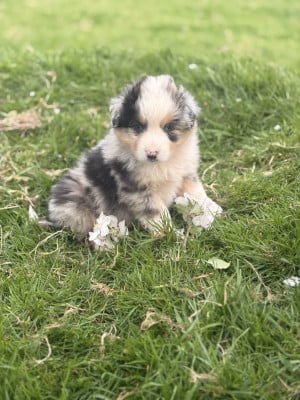 Les chiots de Berger Américain Miniature 