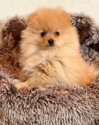 Les chiots de Spitz allemand
