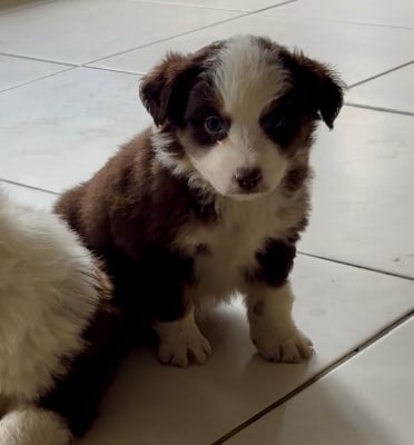 Les chiots de Berger Américain Miniature 