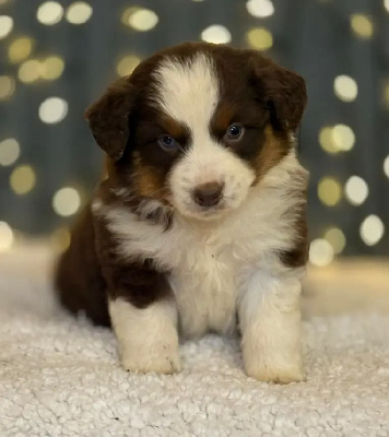 Les chiots de Berger Américain Miniature 