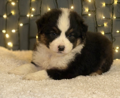 Les chiots de Berger Américain Miniature 