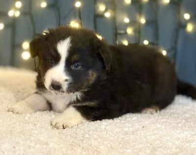 Les chiots de Berger Américain Miniature 