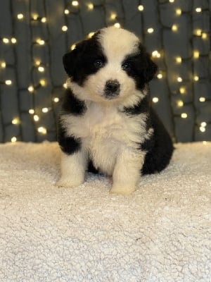 Les chiots de Berger Américain Miniature 
