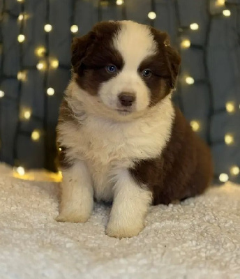Les chiots de Berger Américain Miniature 