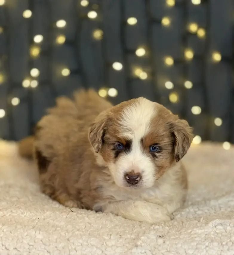 CHIOT 1 - Berger Américain Miniature 