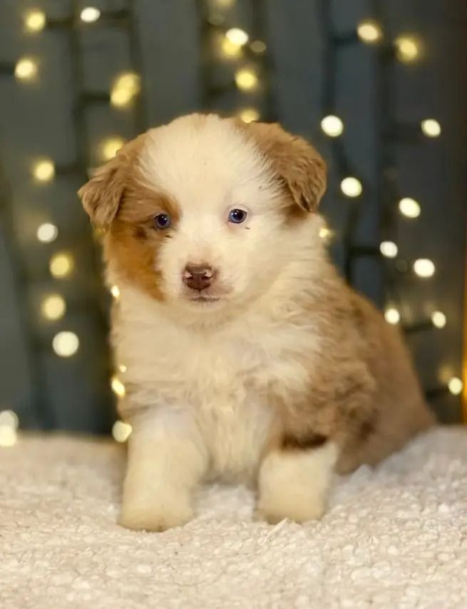 Berger Américain Miniature  - De La Légende De Gafy