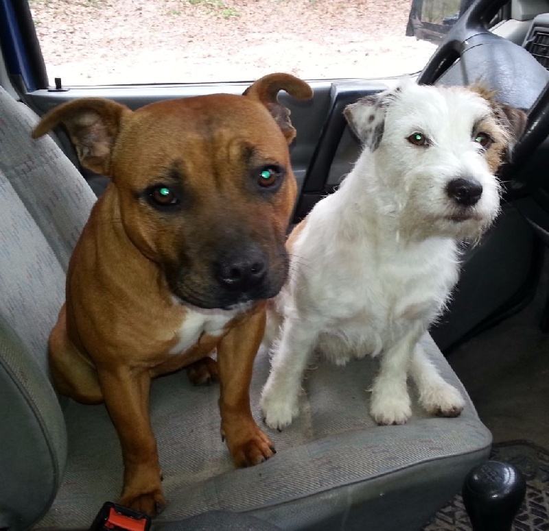 Publication : Du Mont Jack