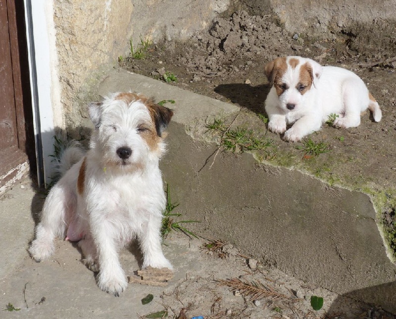 Publication : Du Mont Jack