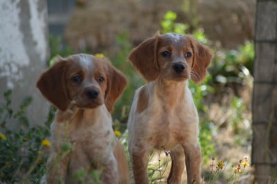 Les chiots de Epagneul Breton