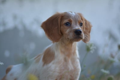 Les chiots de Epagneul Breton