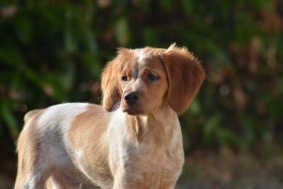 Les chiots de Epagneul Breton