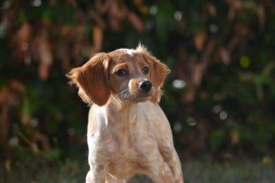 Les chiots de Epagneul Breton