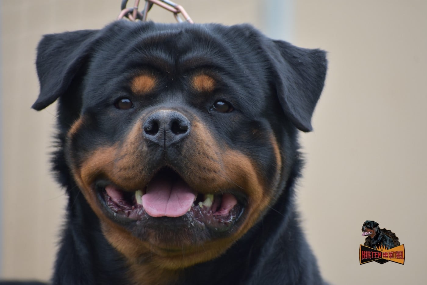 Vip celibrity dance Hirten Von Rottweil